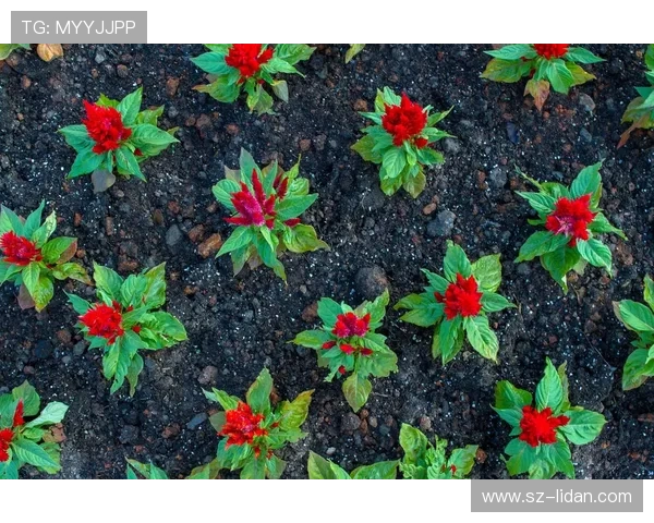 专访周敏：揭示网球世界的成功秘诀与奋斗历程